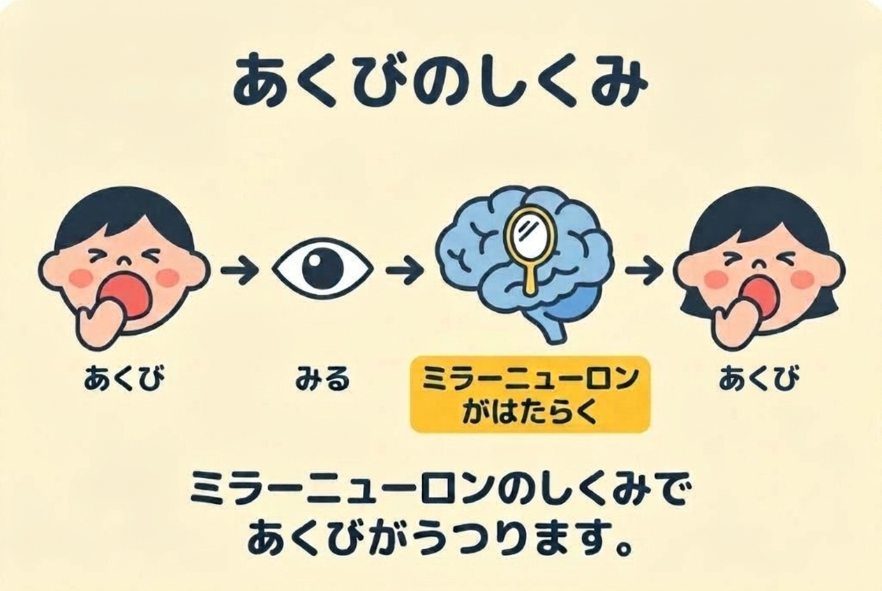 まねっこ細胞であくびがうつるしくみの図