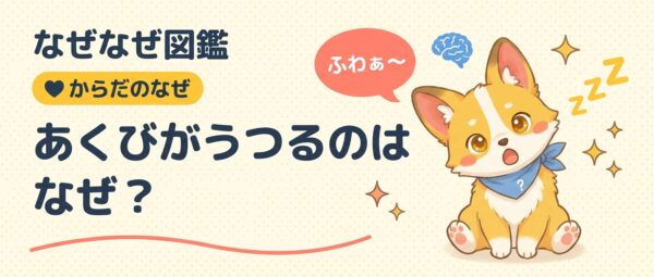 あくびのふしぎを考えるきなこ