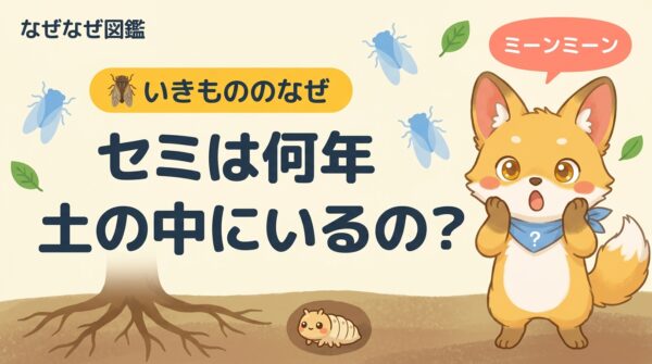 セミは何年土の中にいるの？びっくりの答えを図解！