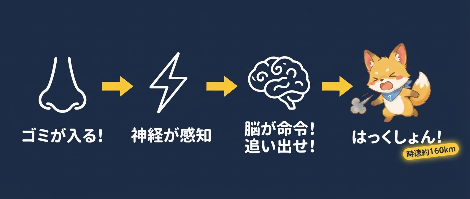 くしゃみのしくみ図解。ゴミが入る→神経が感知→脳が命令→はっくしょん！時速約160km