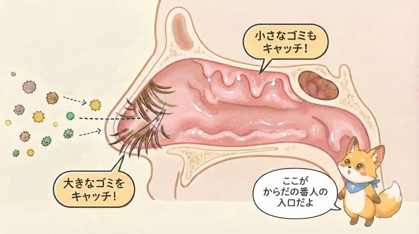 鼻の断面図。鼻毛が大きなゴミをキャッチし、粘膜が小さなゴミをキャッチするようすを図解