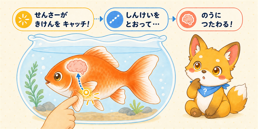 金魚のいたいセンサーが脳に伝わる図解