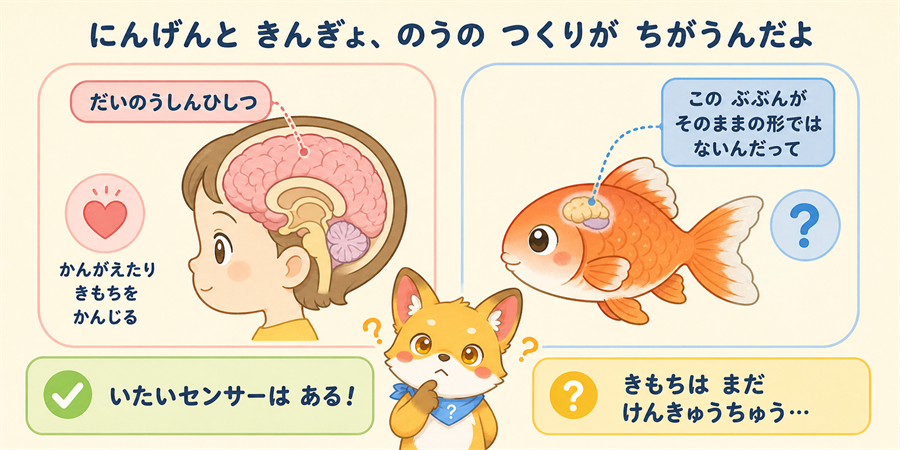 人間と金魚の脳のつくりのちがいを比べる図解