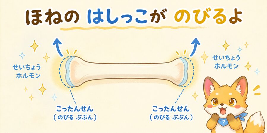 成長ホルモンが骨端線に働きかけて骨を伸ばすしくみの図解