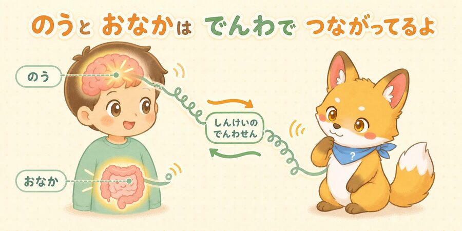脳とおなかがつながる脳腸相関のしくみの図解