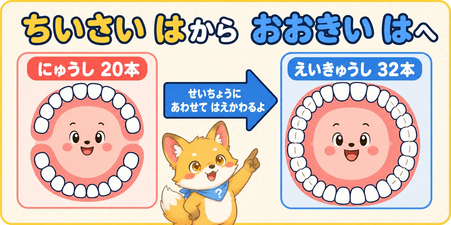 乳歯から永久歯へ生えかわる本数の変化の図解