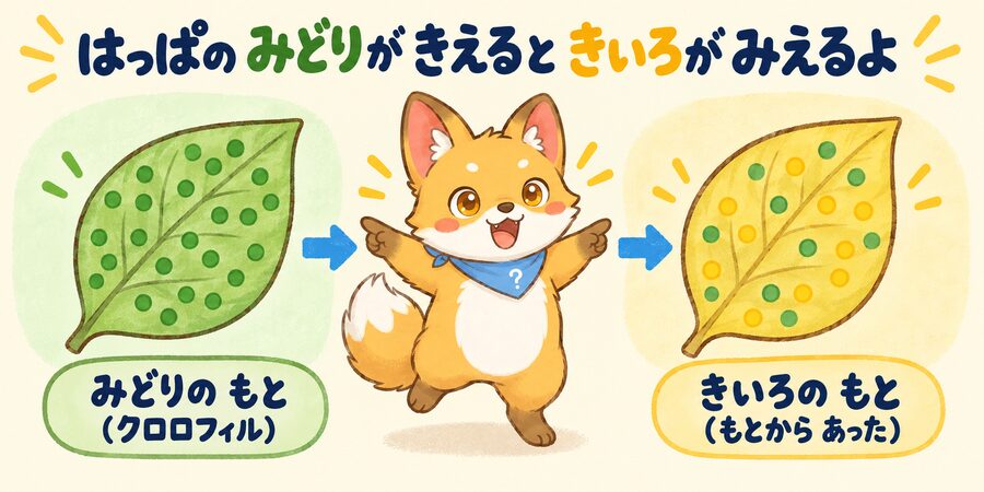 葉が黄色くなるしくみを示す図解