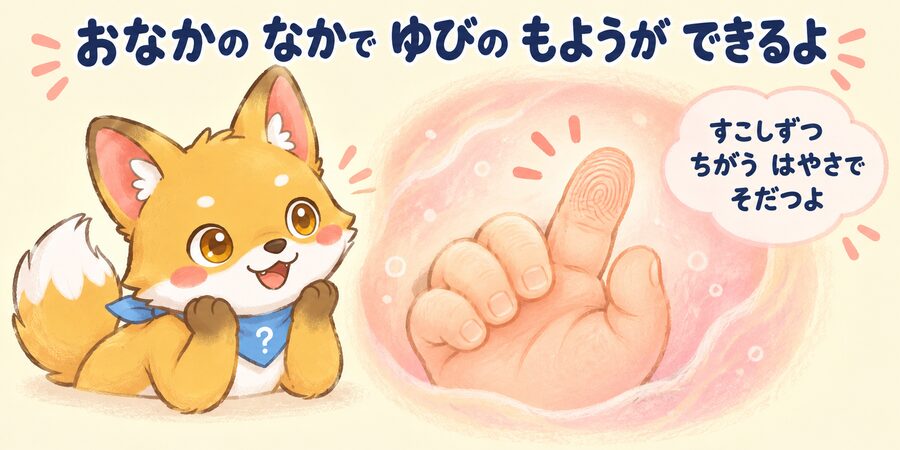指紋がお腹の中でできるしくみの図解